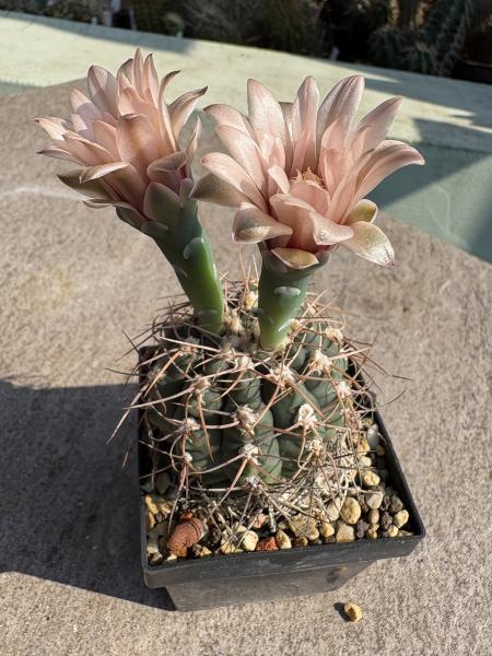 Gymnocalycium poeschlii